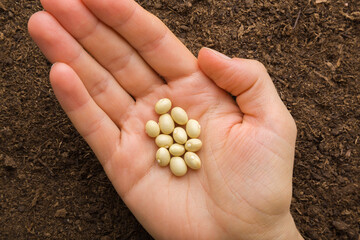 Dry white bean seeds on young adult woman palm on fresh dark soil background. Closeup. Preparation for garden season in early spring. Top down view.