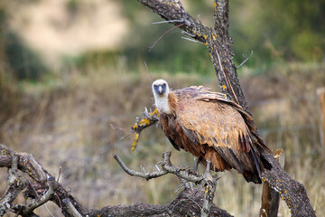 The griffon vulture (Gyps fulvus) sits on a branch with a background of Spanish mountains.