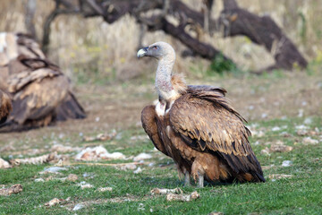 The griffon vulture (Gyps fulvus) a walking from the loot with the other vultures in the background
