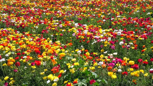 Rows of Buttercups in full bloom and in various colors