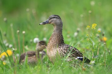 mallard sitting on the grass. Wild duck. Wildlife scene from nature. Anas platyrhynchos. Spring in the nature. 