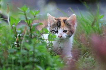 Naklejka na ściany i meble Portrait of a cute colorful kitten in the meadow. 