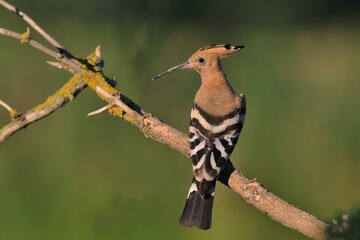 Eurasian hoopoe sitting on the branch. Upupa epops. Wildife scene from european nature. portrait of a eurasian hoopoe