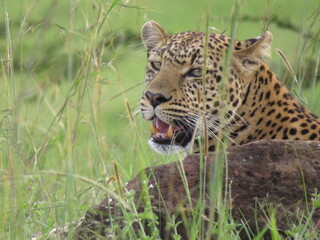 leopard in the grass