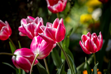 Obraz na płótnie Canvas Colourful Tulips in Spring