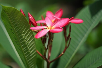 american staffordshire, flower, pink, nature, plant, flowers, bloom, garden, green, blossom, spring, beauty, beautiful, petal, flora, purple, floral, leaf, plumeria, white, summer, orchid, natural, ma