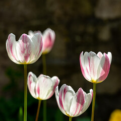 Tulips in the Sunshine, with a Shallow Depth of Field