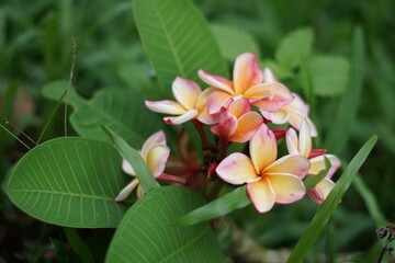 american staffordshire, flower, pink, nature, plant, flowers, bloom, garden, green, blossom, spring, beauty, beautiful, petal, flora, purple, floral, leaf, plumeria, white, summer, orchid, natural, ma