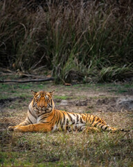 Tiger Seated Royally
