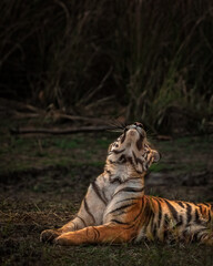 Tiger Looking Heavenwards