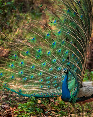 Obraz premium Peacock Dancing