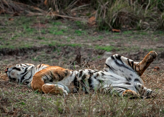 Tiger Relaxing