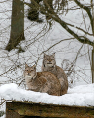 landscape with a lynx family, animals sitting on the roof of their house, Gauja National Park, Ligatne, Latvia