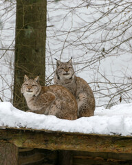 landscape with a lynx family, animals sitting on the roof of their house, Gauja National Park, Ligatne, Latvia