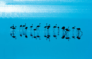 flamingo resting in Saihat shoreline © atheer