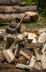 An old axe with a wooden handle, stuck in a tree in the forest, harvesting firewood