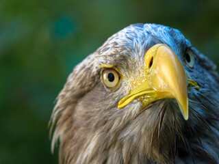Portrait of a golden eagle