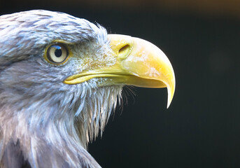 Portrait of a golden eagle