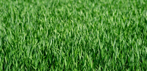 Obraz premium A field with young plants of cereals. Selective focus.