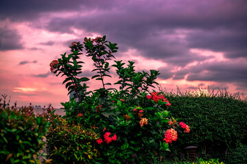 abstract background view of the colorful twilight sky.In the evening, the colorful changes (pink,...