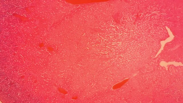 Microscope Monse Cuboidal Epithelium Section x600