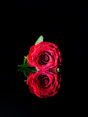 Red rose flower lying on the black reflective surface with the black background alike number 8