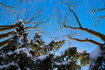 Various Trees In Winter With Snow, Frog Eye View