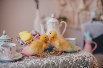 little yellow duckling on the easter table 