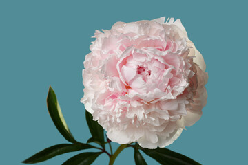 Delicate pale pink peony isolated on blue background.