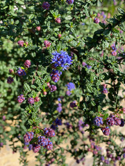 Fototapeta premium Vibrant Purple Flowers on a Sunlit Garden Bush