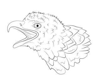 Portrait of the head of a bald eagle in isolate on a white background. Vector illustration.