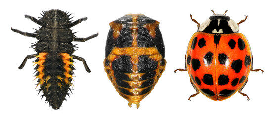 Ladybug (ladybird), Harmonia axyridis (Coleoptera: Coccinellidae). Development stages - larva,...
