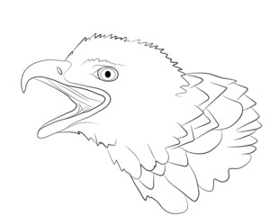 Portrait of the head of a bald eagle in isolate on a white background. Vector illustration.