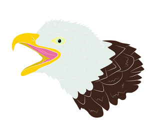 Portrait of the head of a bald eagle in isolate on a white background. Vector illustration.