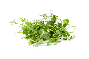 Pea microgreens isolated on white background. Fresh micro greens shoots