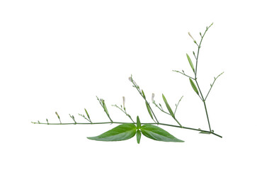 Andrographis paniculata plant with flowers and green seeds  isolated on white background