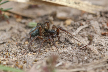 Laying-carrying Pardosa spider on the ground