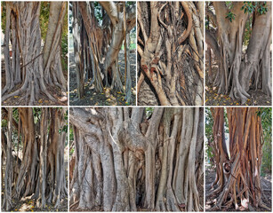 Old ficus trees, Ficus obliqua, Ficus sycomorus and Ficus microcarpa. Roots. Collage 