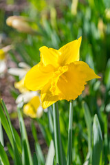 Some beautiful yellow flowers. Narcissus jonquilla, commonly known as jonquil or rush daffodil.