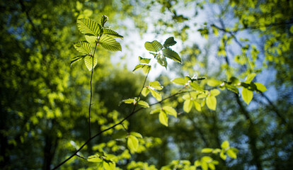 Sunny day in the deciduous forest. Branches of common hazel, illuminated by sunlight. Selective focus. (shallow DOF)