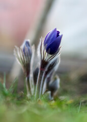 Purple Pulsatilla flowers close-up, beautiful bokeh, beautiful blooming pasque flower, spring...