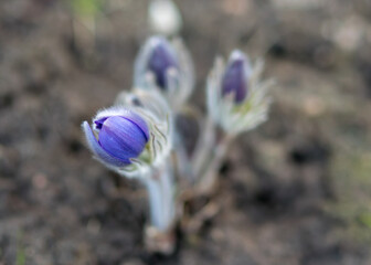 Purple Pulsatilla flowers close-up, beautiful bokeh, beautiful blooming pasque flower, spring colorful flower in the forest, large-flowered