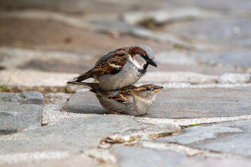 mating sparrows outdoor on pavement