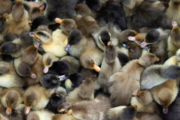 Group of ducklings in a market for sale 