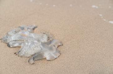 Died Jellyfish on the sand beach.