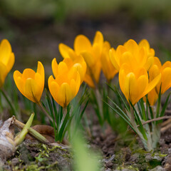 spring flowers in the garden, flower fragments on a fuzzy background, spring heralds