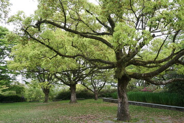 Obraz premium 初夏の公園