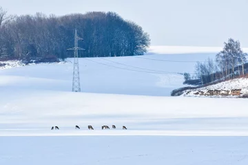 Fototapeten Young roe deer and deer graze in the meadow near the forest in winter. Animals are looking for food under the white snow. © Castigatio