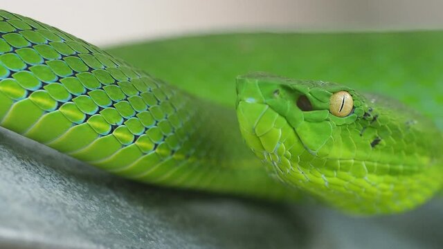 The Vogel’s Green Pit Viper is largely arboreal (lives in trees) like many other Pit vipers. Big green Snake