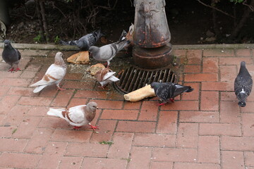 Palomas comiendo